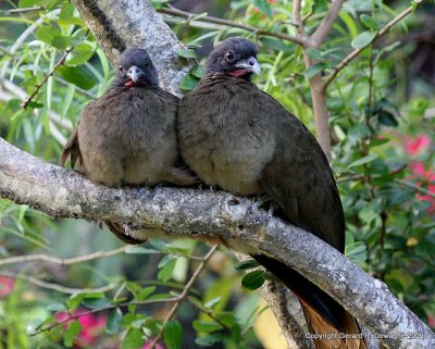 Rufous-vented Chachalaca