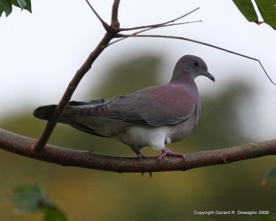 Pale-vented Pigeon