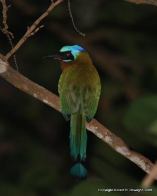 Blue-crowned Motmot