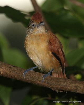 Barred Antshrike