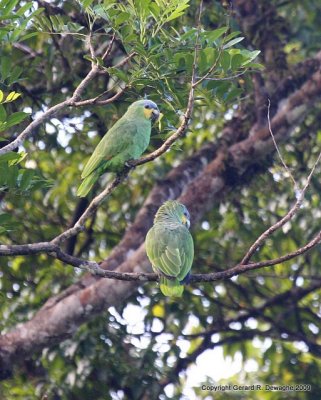 Orange-winged Parrot