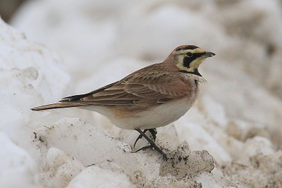 Horned Lark