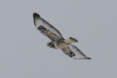 Rough-legged Hawk