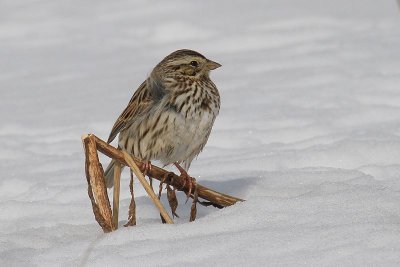 Savannah Sparrow