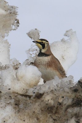 Horned Lark