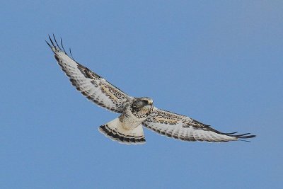 Rough-legged Hawk