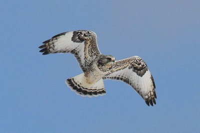 Rough-legged Hawk