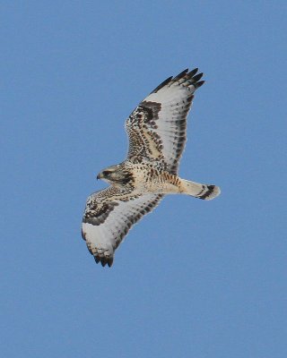 Rough-legged Hawk