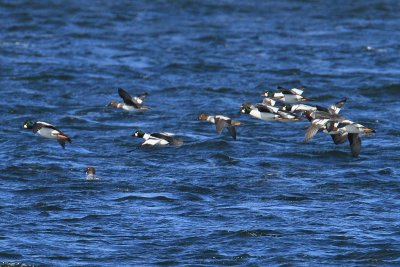 Common Goldeneyes