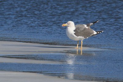 Lesser Black-backed Gull