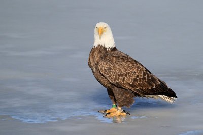 Bald Eagle