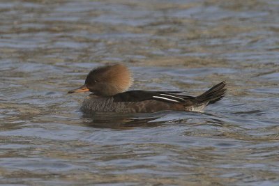 Hooded Merganser