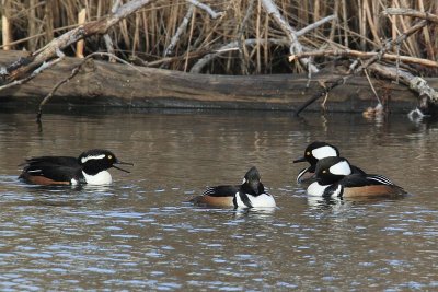 Hooded Merganser