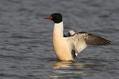 Common Merganser