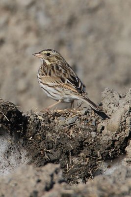 Savannah Sparrow