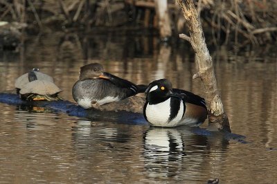 Hooded Merganser