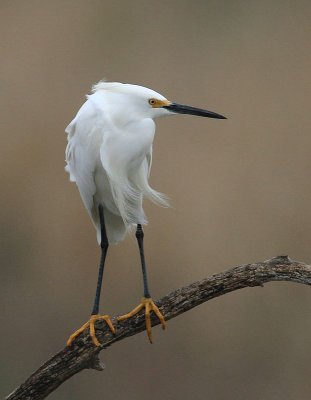 Snowy Egret