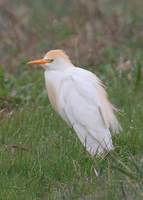 Cattle Egret