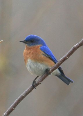 Eastern Bluebird