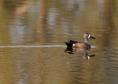 Blue-winged Teal