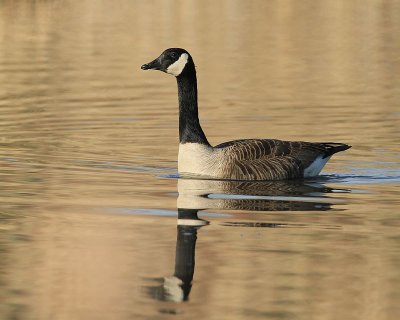 Canada Goose