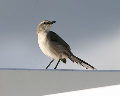 Tropical Mockingbird