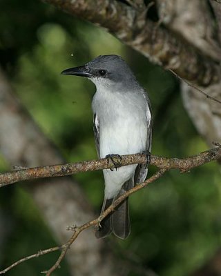 Gray Kingbird