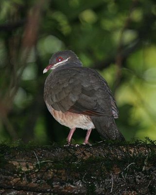 Bridled Quail-dove