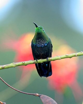 Green-throated Carib