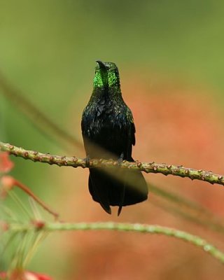 Green-throated Carib