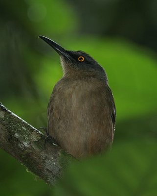 Brown Trembler