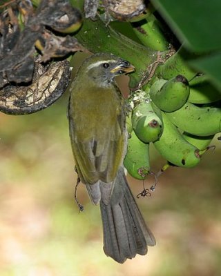 Lesser Antillean Saltator