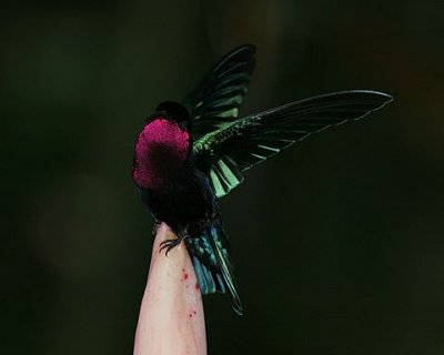 Purple-throated Carib
