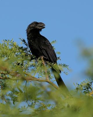 Smooth-billed Ani