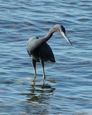 Little Blue Heron