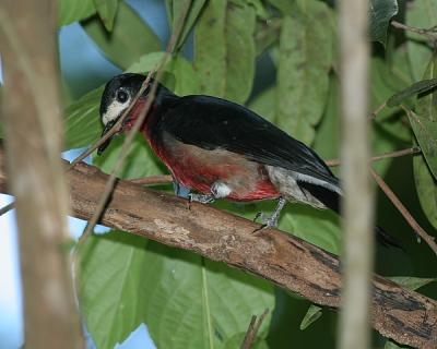 Puerto rican Woodpecker