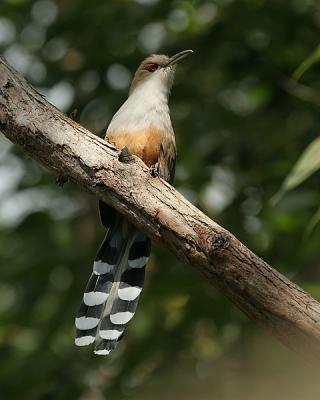 Puerto rican Lizard-cuckoo
