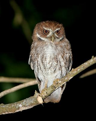 Puerto rican Screech-owl