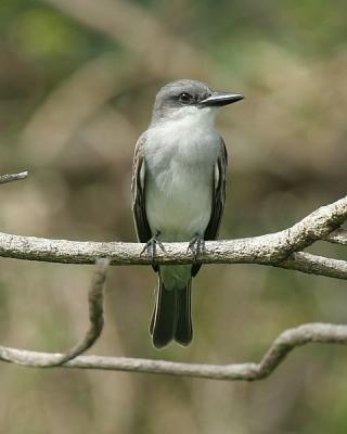 Gray Kingbird