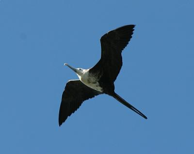 Magnificent Frigatebird