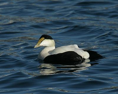 Common Eider