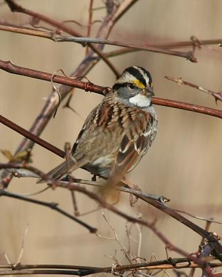 White-throated Sparrow