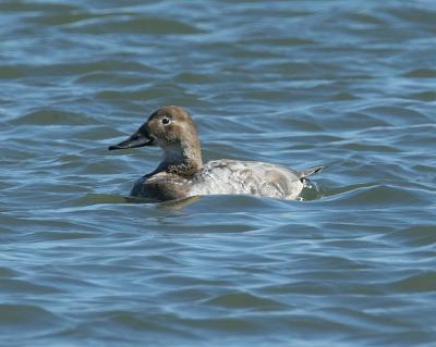 Canvasback (Female)