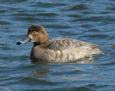 Redhead (Female)