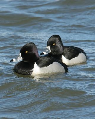 Ring-necked Ducks (Males)