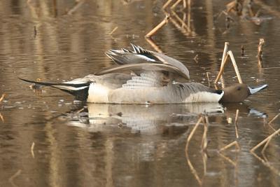Northern Pintail (Male)