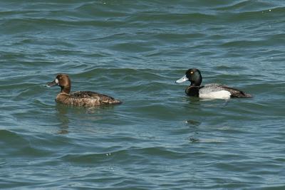 Greater Scaups