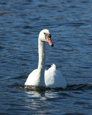 Mute  Swan