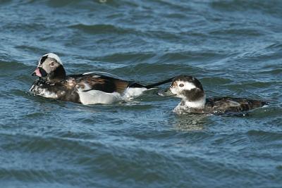 Long tailed Duck (Male & Female)