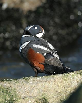 Harlequin Duck (Male)